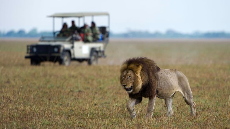 Southern Private Tour - Chances are high of you seeing Lions in our National Parks including the Chobe National Park in Bots