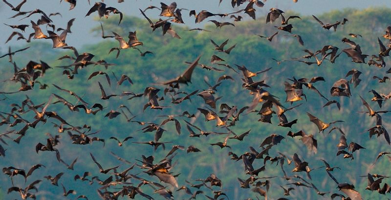 Southern Private Tour - Bats migration in the Kasanka National Park