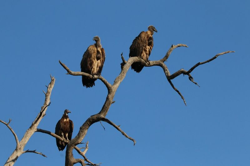 Southern Private Tour - Vultures