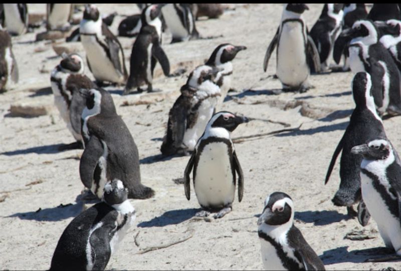 Cape Town Private Tour - Penguin colony