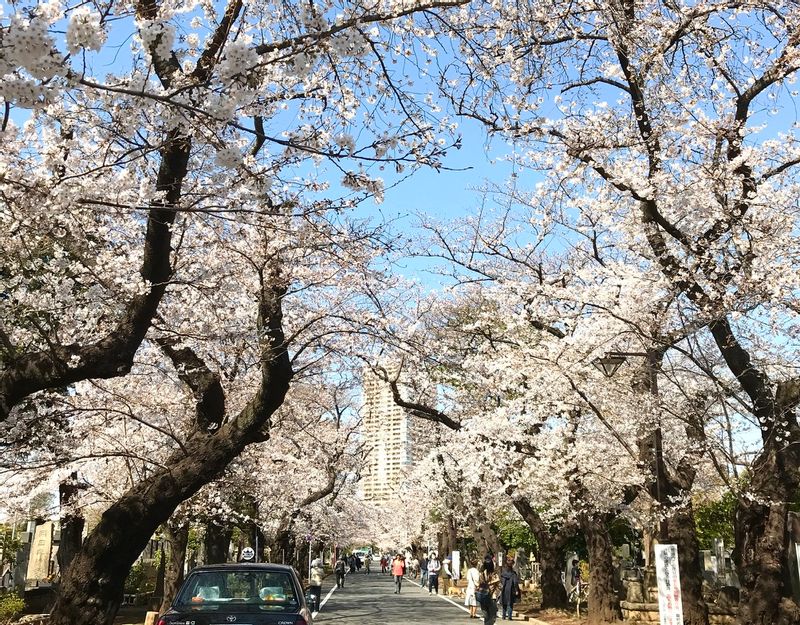 Tokyo Private Tour - au printemps, on peut admirer de different type de  cerisier en fleur.