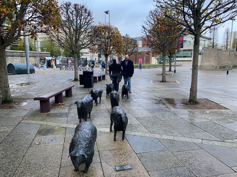 Belfast Private Tour - A flock of sheep in the city!
