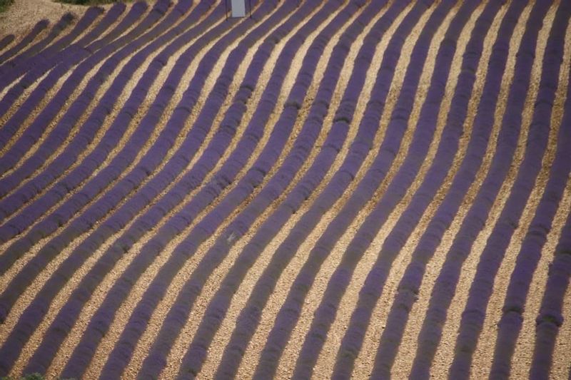 Aix en Provence Private Tour - Lavender fields