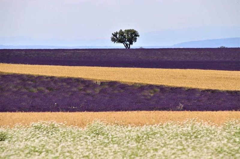 Aix en Provence Private Tour - Valensole Lavender field