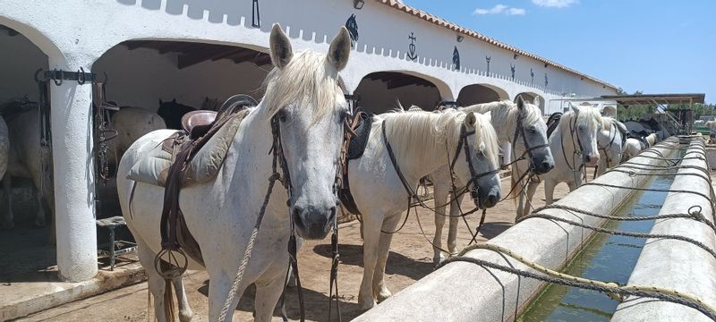 Aix en Provence Private Tour - Camargue