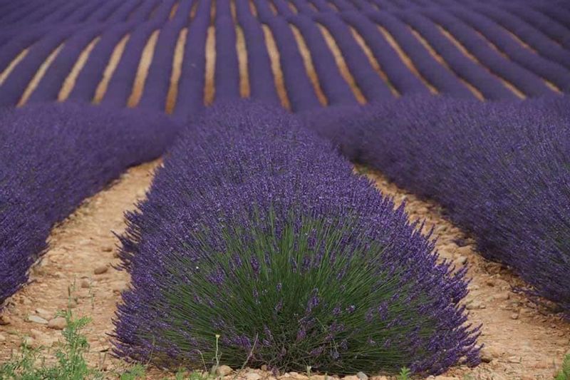 Aix en Provence Private Tour - Valensole Lavender field