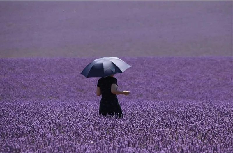 Aix en Provence Private Tour - Valensole