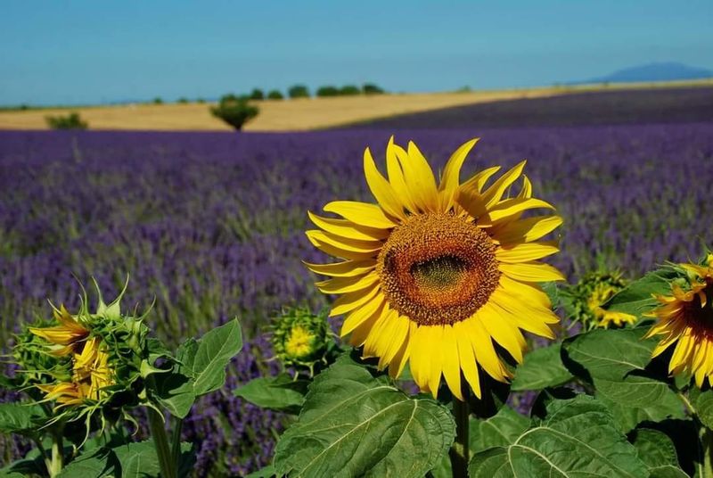 Aix en Provence Private Tour - Sunflower and lavender