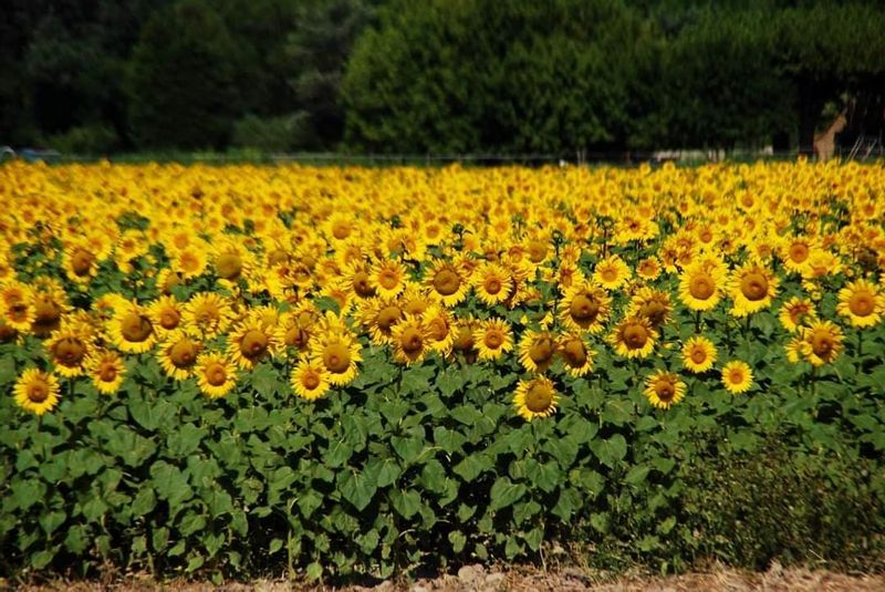 Aix en Provence Private Tour - Sunflower fields