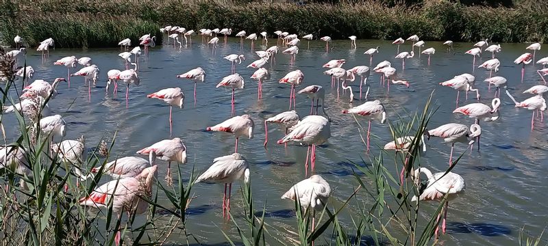 Aix en Provence Private Tour - Flamingos in Camargue