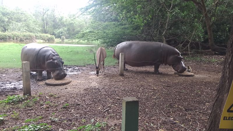 Coast Private Tour - Hippo Feeding Haller park