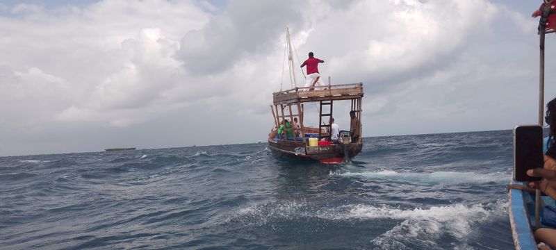 Coast Private Tour - Boat trip on Dolphin search