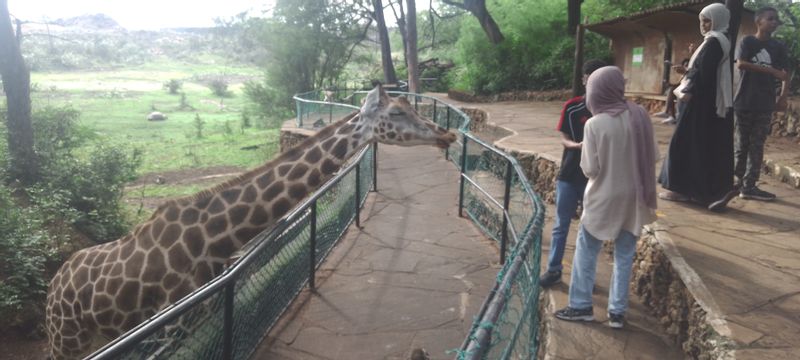 Coast Private Tour - Girrafe Feeding Haller park