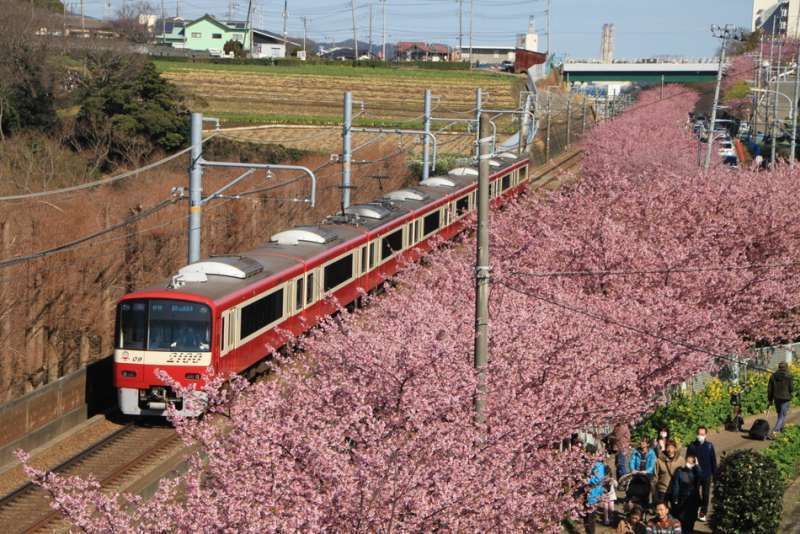 Kanagawa Private Tour - Cherry blossoms along train in Miura, Kanagawa