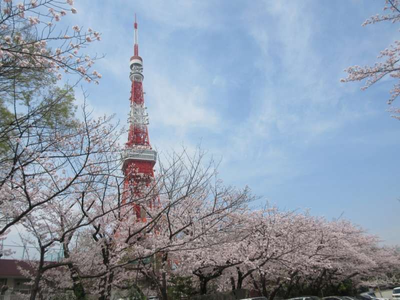 Kanagawa Private Tour - Cherry blossoms with Tokyo tower, Tokyo