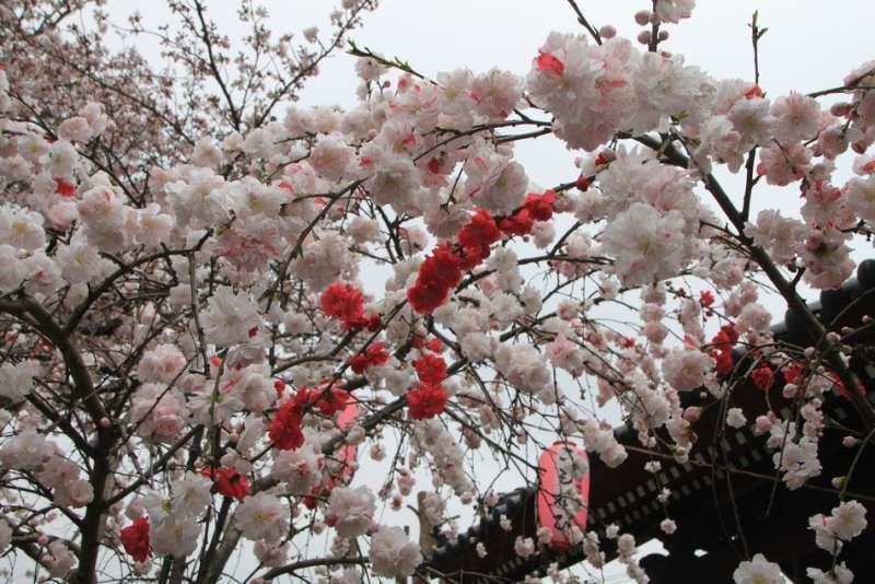 Kanagawa Private Tour - Pink & white combination blossoms of weeping peach at Shomyo-ji temple, Yokohama, Kanagawa