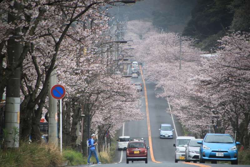 Kanagawa Private Tour - Cherry blossoms in Takeyama, Yokosuka, Kanagawa