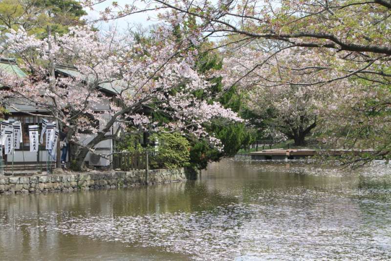 Kanagawa Private Tour - Cherry blossoms at Tsurugaoka-Hachimangu shrine, Kamakura, Kanagawa