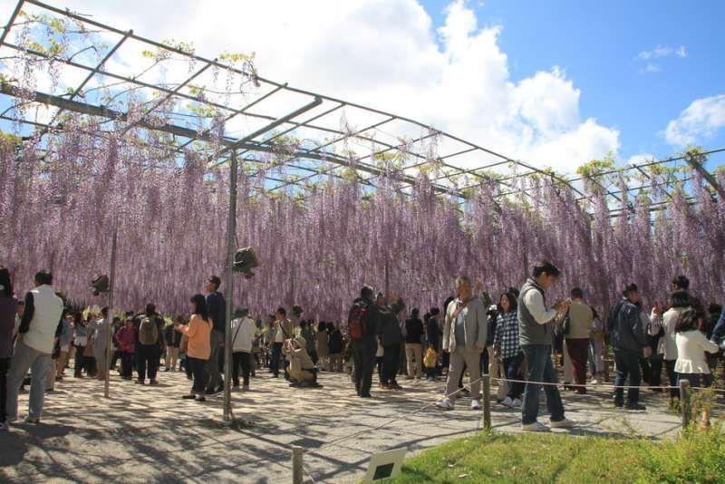 Kanagawa Private Tour - Wisteria flowers at Ashikaga Flower Park, Ashikaga, Gunma 