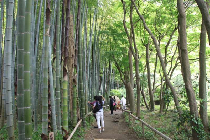 Kanagawa Private Tour - bamboo forest at Eisho-ji temple, Kamakura, Kanagawa