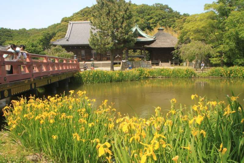 Kanagawa Private Tour - Yellow iris at Shomyo-ji temple, Yokohama, Kanagawa