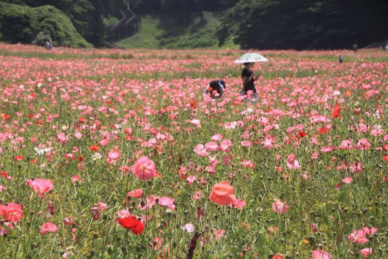 Kanagawa Private Tour - Poppy flowers festival at Kurihama Flower Park, Yokosuka, Kanagawa