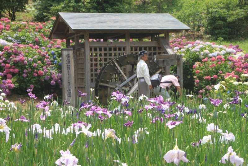 Kanagawa Private Tour - Iris flowers at Yokosuka Iris garden, Yokosuka, Kanagawa