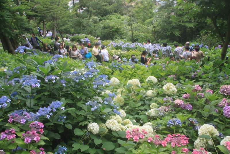 Kanagawa Private Tour - Hydrangea blossoms at Hasedera temple, Kamakura, Kanagawa