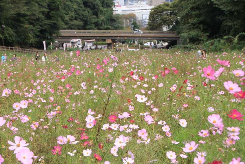 Kanagawa Private Tour - Cosmos flowers at Kurihama Flower Park, Yokosuka, Kanagawa