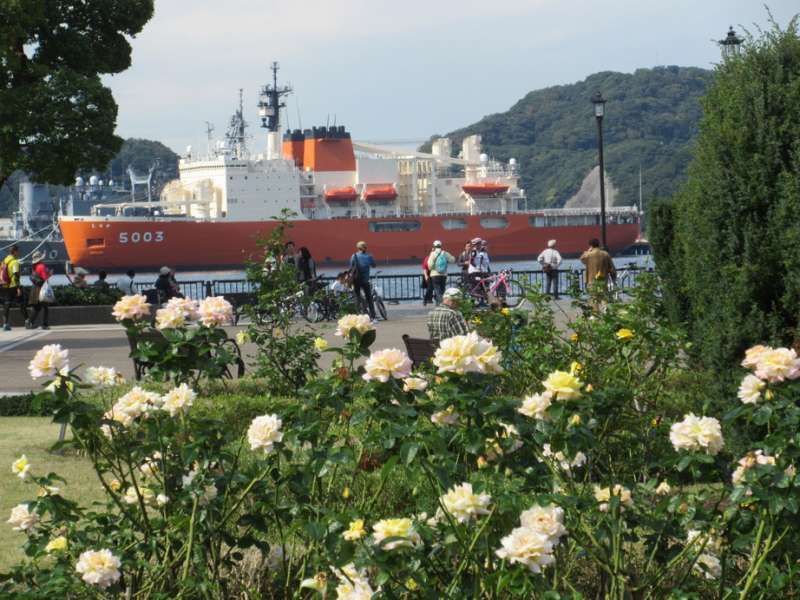 Kanagawa Private Tour - Rose flowers at Verny Park, Yokosuka, Kanagawa