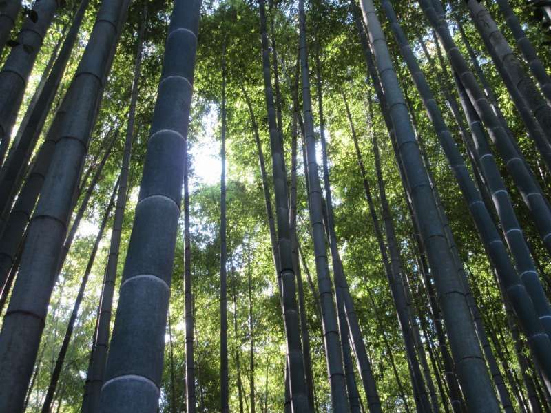 Kanagawa Private Tour - Bamboo forest at Hokoku-ji temple, Kamakura, Kanagawa