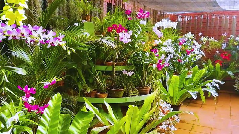 Kurunegala Private Tour - Orchid house