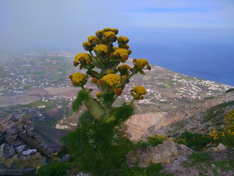 Santorini Private Tour - Spring Time