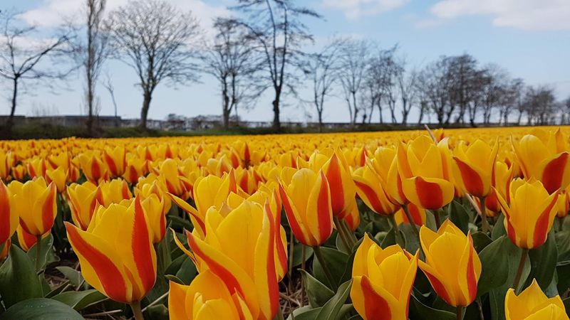 South Holland Private Tour - Keukenhof