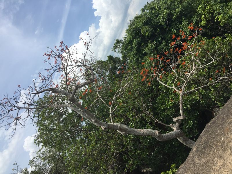 Gampaha Private Tour - Pidurangala Fauna and Flora