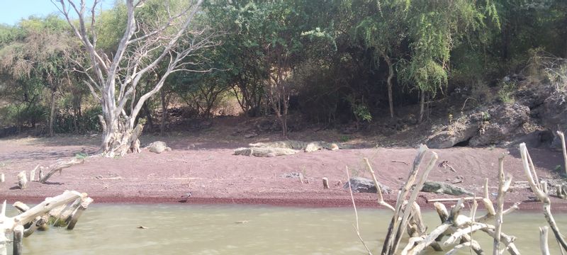 Southern Ethiopia Private Tour - Crocodile Market 