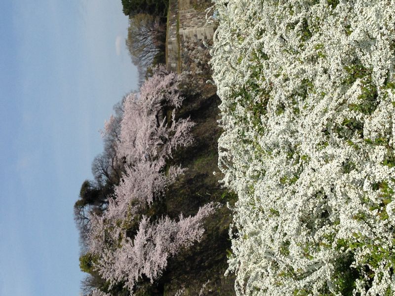 Aichi Private Tour - Beautiful flowers in Nagoya Castle. Cherry blossom is blooming on the stone wall. 