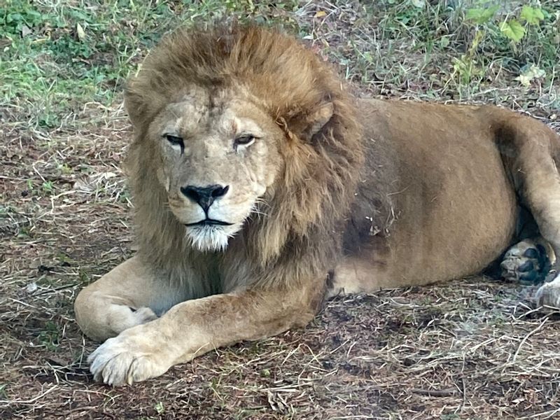 Aichi Private Tour - Nagoya Zoological Park, as close as this!
