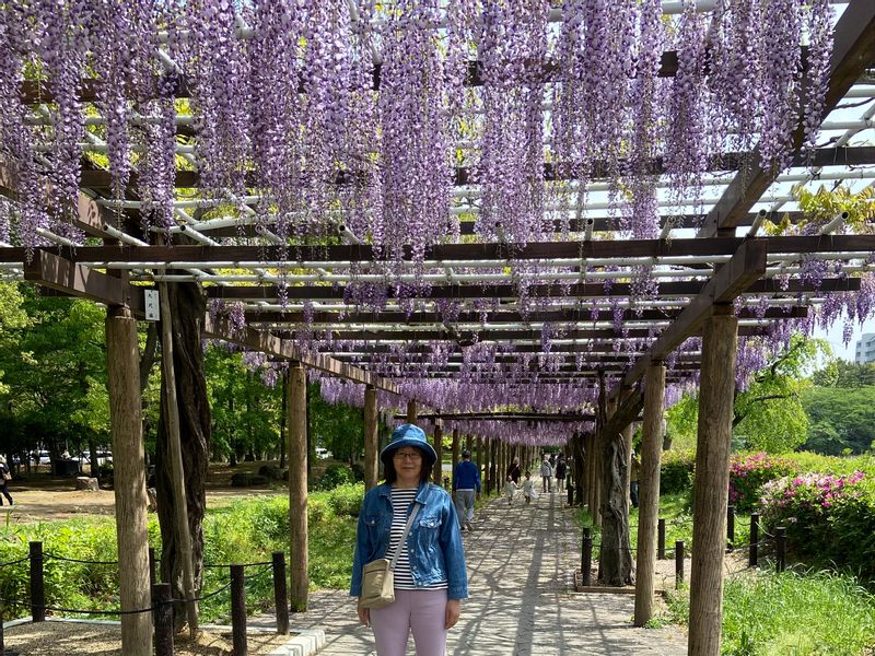 Aichi Private Tour - Wisteria arch at Nagoya Castle in April