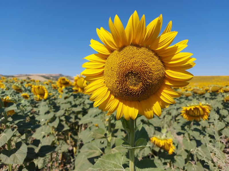 Seville Private Tour - Sunflowers fields to Ronda