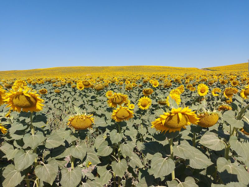 Seville Private Tour - Sunflowers fields to Ronda