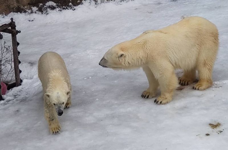 Hokkaido Private Tour - poler bears in Asahiyama zoo