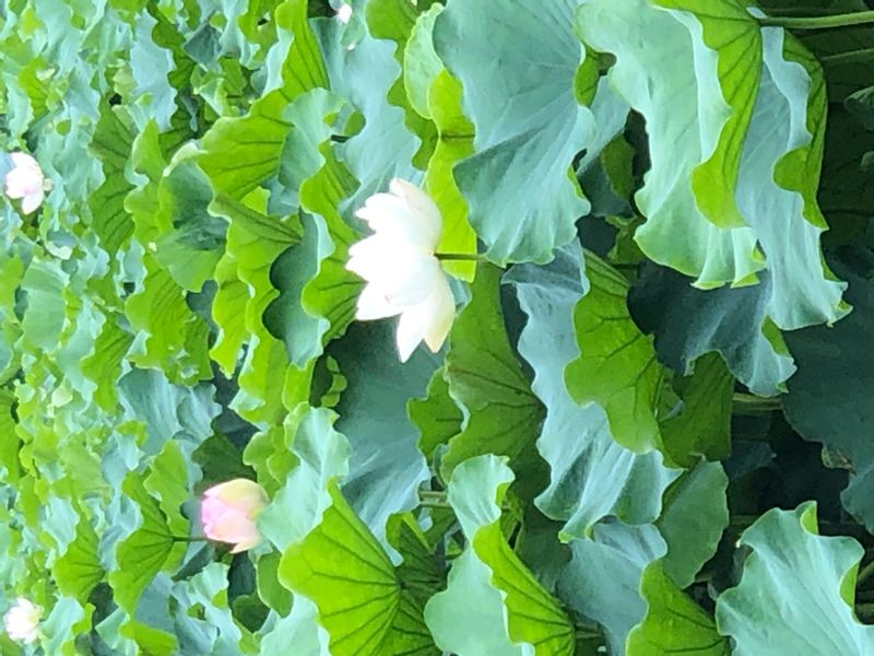 Fukuoka Private Tour - Lotus flower in the moat of Fukuoka Castle in May