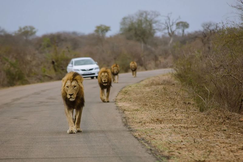 Johannesburg Private Tour - Kruger National Park Lions