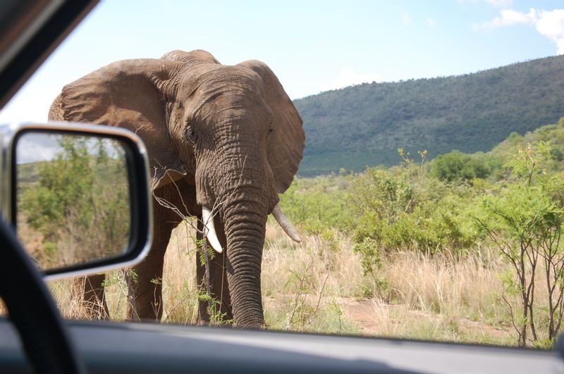 Johannesburg Private Tour - Pilanesberg Elephant encounter