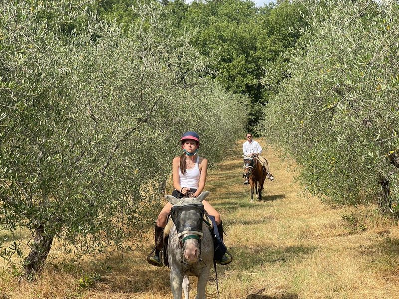 Florence Private Tour - Guests among olive groves