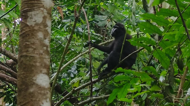 North Sulawesi Private Tour - Black Macaque, one of the endemic animal of Sulawesi