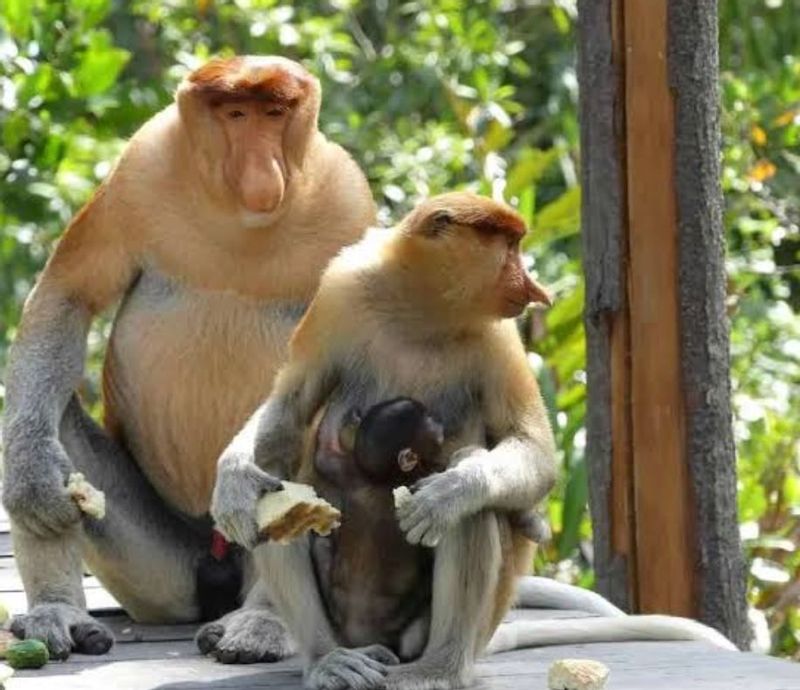 South Kalimantan Private Tour - Proboscis monkey 