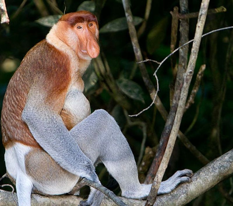 South Kalimantan Private Tour - Male longnose monkey 