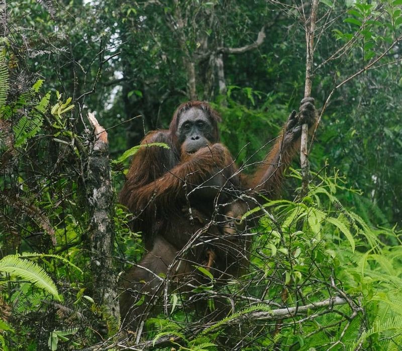 South Kalimantan Private Tour - Male one 